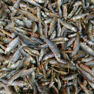 强力推荐 美味油炸小青鱼，海味干货批发，量多优惠