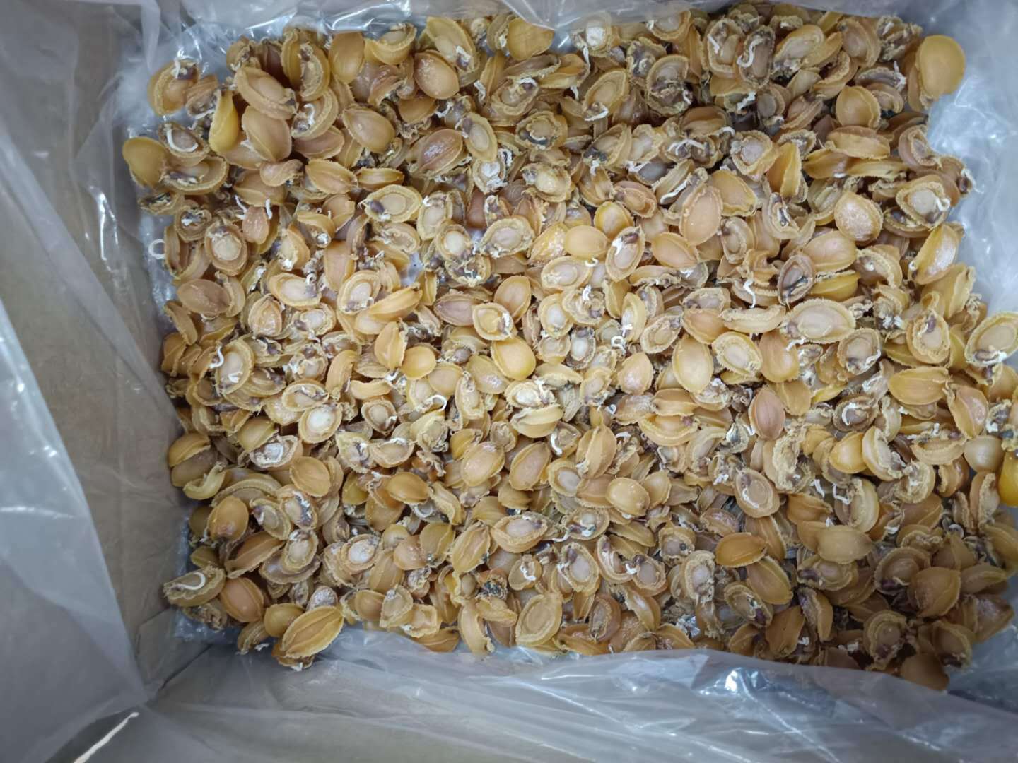 南非吉品鲍鱼 陈年老鲍批发的优选之选