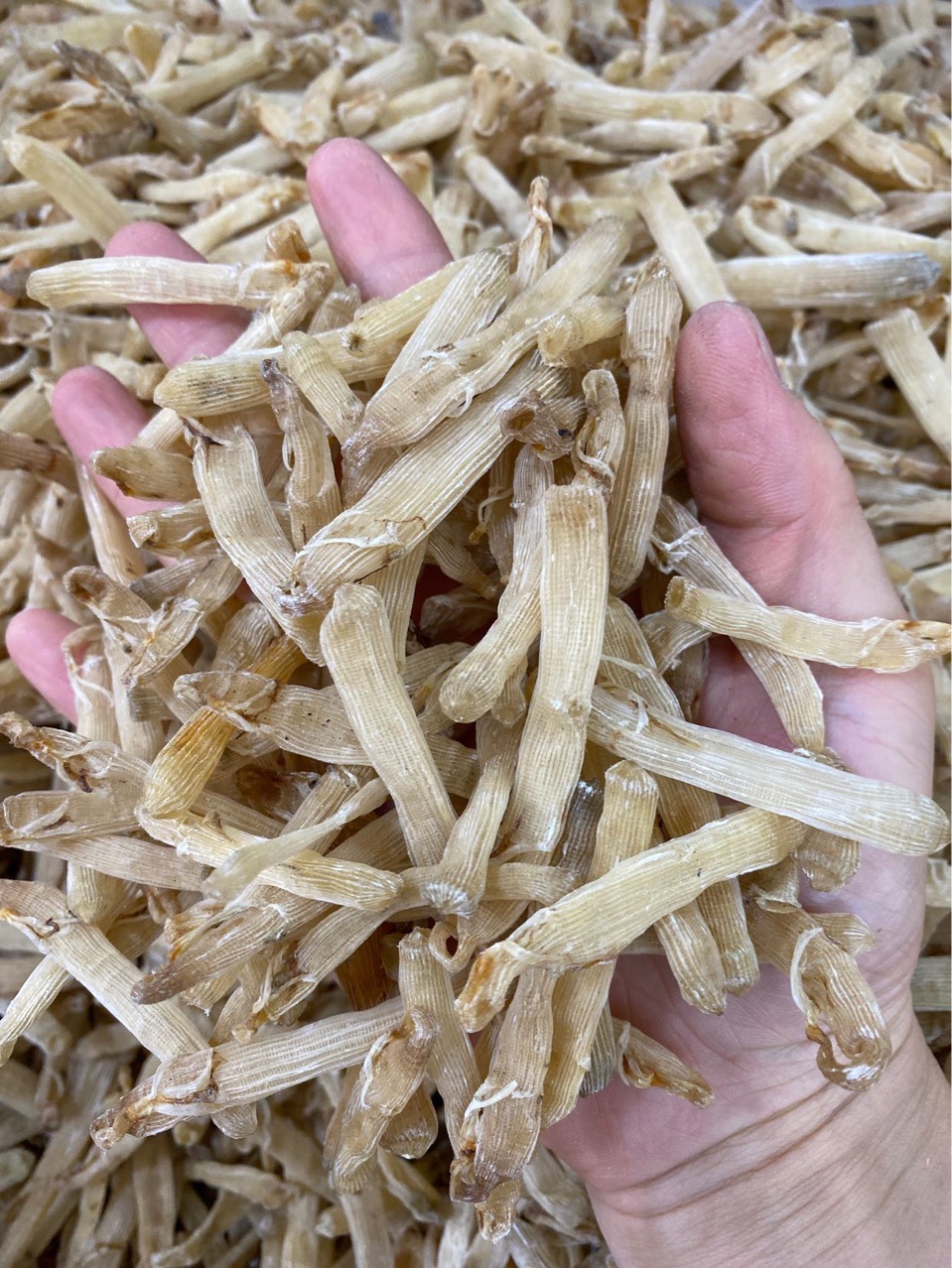 鲜晒珍品 广西福建野生沙虫与北海湛江无沙小沙虫批发指南