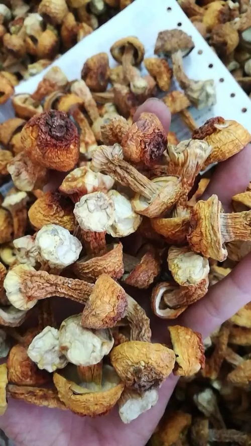 昌盛海味行 海产干货批发与零售的一站式选择