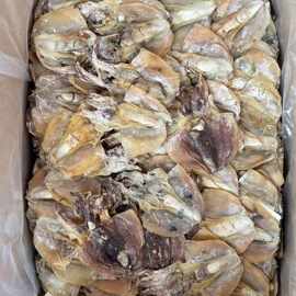 俄罗斯鲍鱼 优质海味干货批发指南